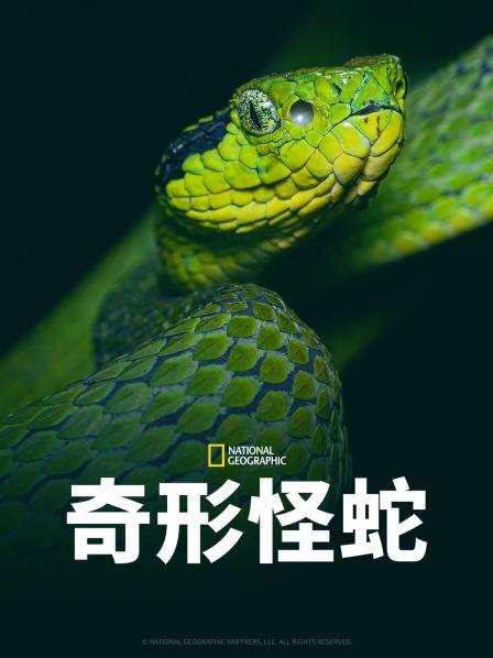 成人b站《奇形怪蛇》免费在线观看